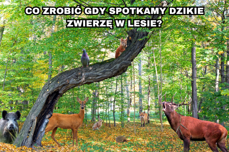 Co zrobić gdy spotkamy dzikie zwierzęta w lesie Siła w naturze