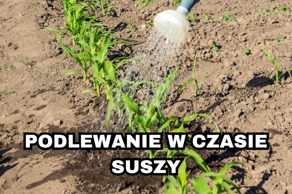 Podlewanie W Czasie Suszy Si A W Naturze Sprawd Jak Podlewa