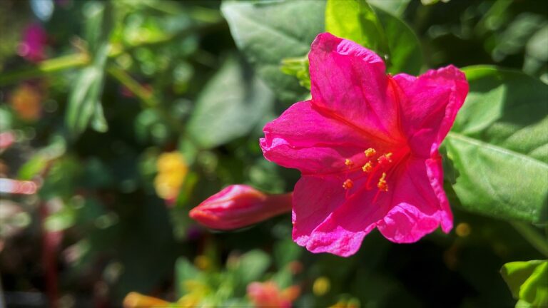 Ogród w odcieniach różu – różowe byliny do ogrodu