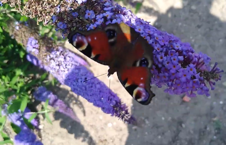Jak zaprosić motyle do ogrodu?