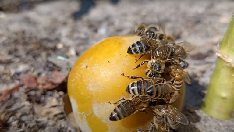 Pszczoły zajadają się śliwką Uleną