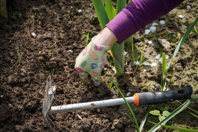 10 najlepszych porad dla ogrodników i działkowców na ostatni tydzień lutego