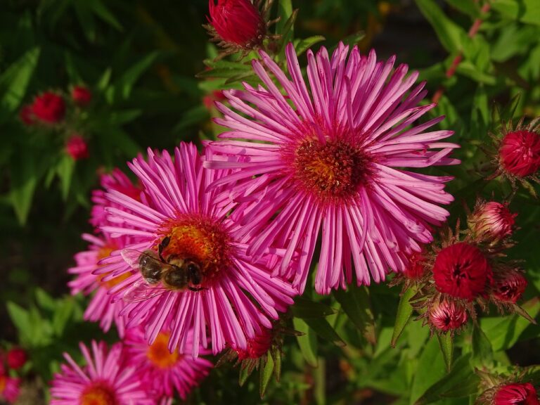 Astry kwiaty wieloletnie – astry uprawa i pielęgnacja