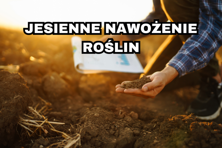 Jesienne Nawożenie Roślin Siła W Naturze Sprawdź Jakie To Ważne 4053