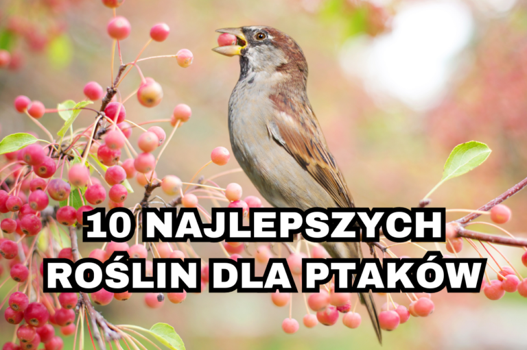 10 najlepszych roślin dla ptaków