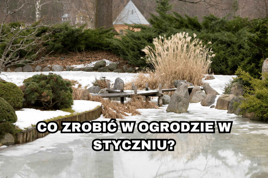 Co Zrobić W Ogrodzie W Styczniu Siła W Naturze 4154