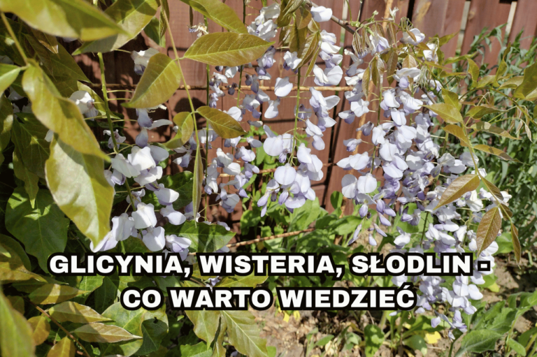 Glicynia, wisteria, słodlin – co warto wiedzieć