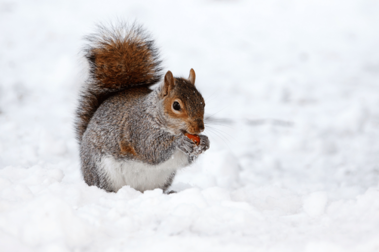Jak pomóc zwierzętom przetrwać zimę?