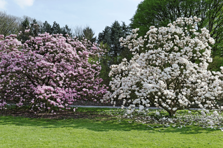 Krzewy kwitnące wiosną – 12 najpiękniejszych krzewów ozdobnych