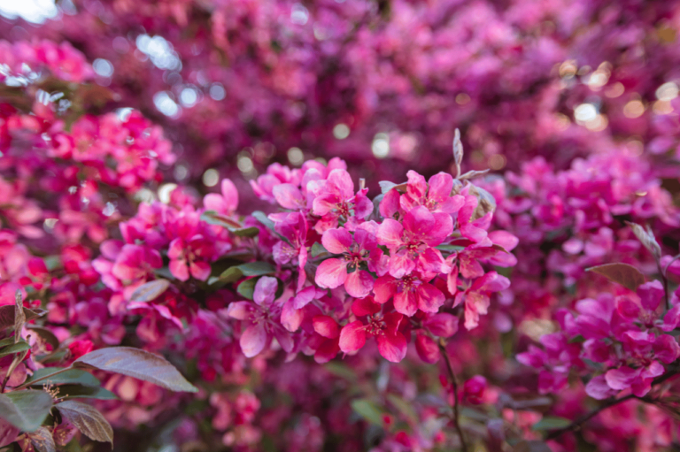 Drzewa kwitnące wiosną – 7 pięknych drzew do grodu