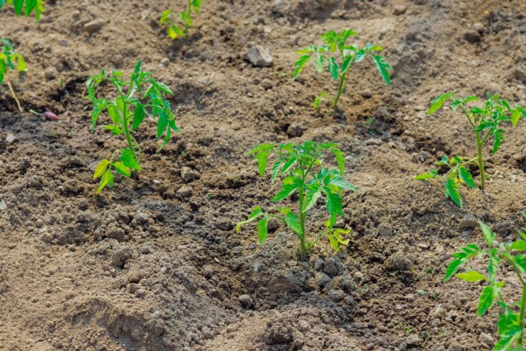 Jak przygotować podłoże pod uprawę pomidorów w szklarni – klucz do sukcesu w przydomowym ogrodzie