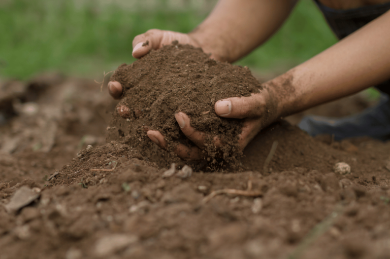 Wapnowanie gleby – kiedy jest potrzebne?