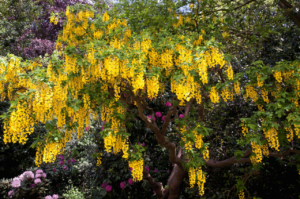 Złotokap – krzew lub niewielkie drzewo ozdobne do ogrodu